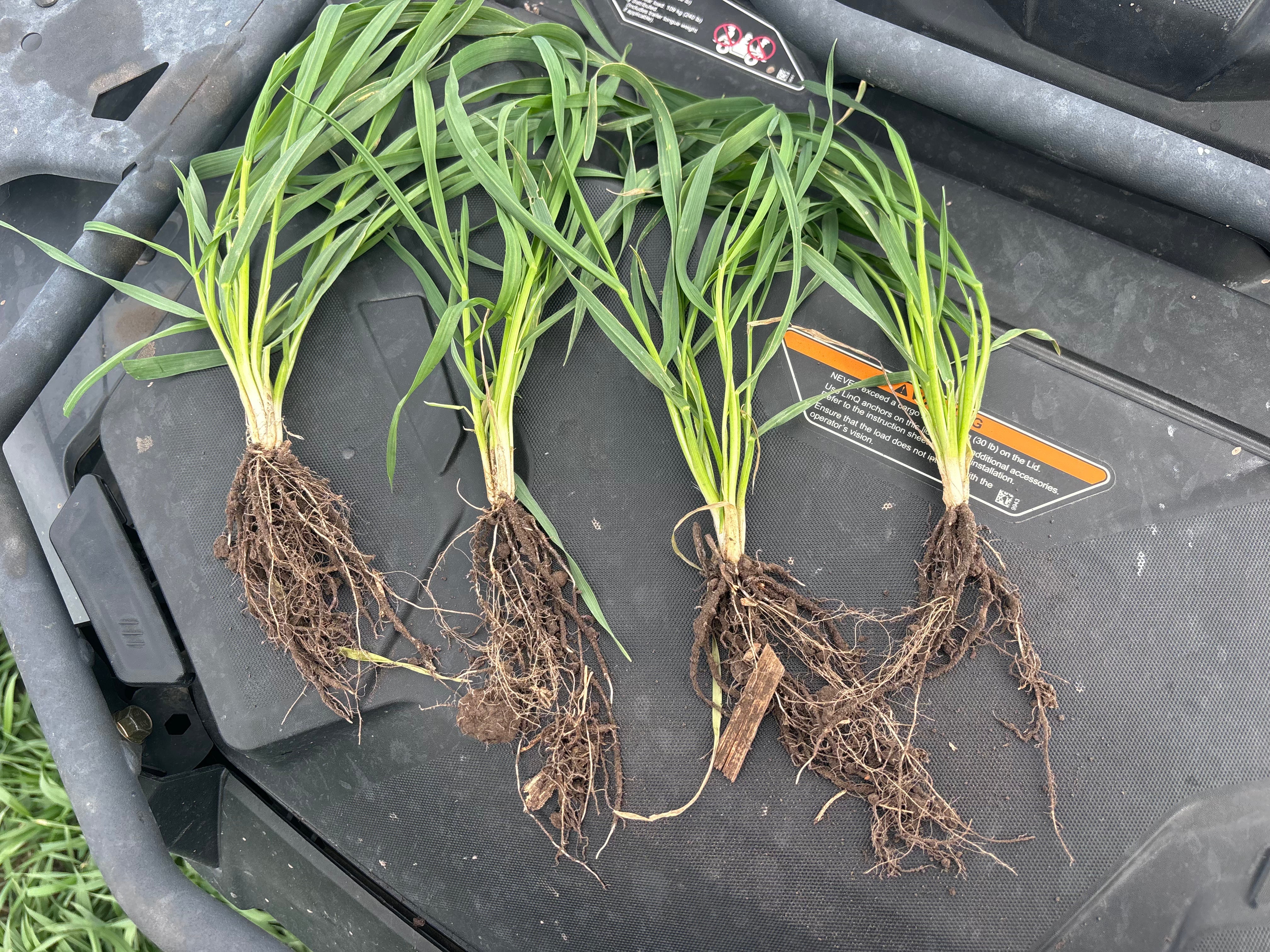 Regeneratively Grown Wheat: Why It Matters for Better Flour
