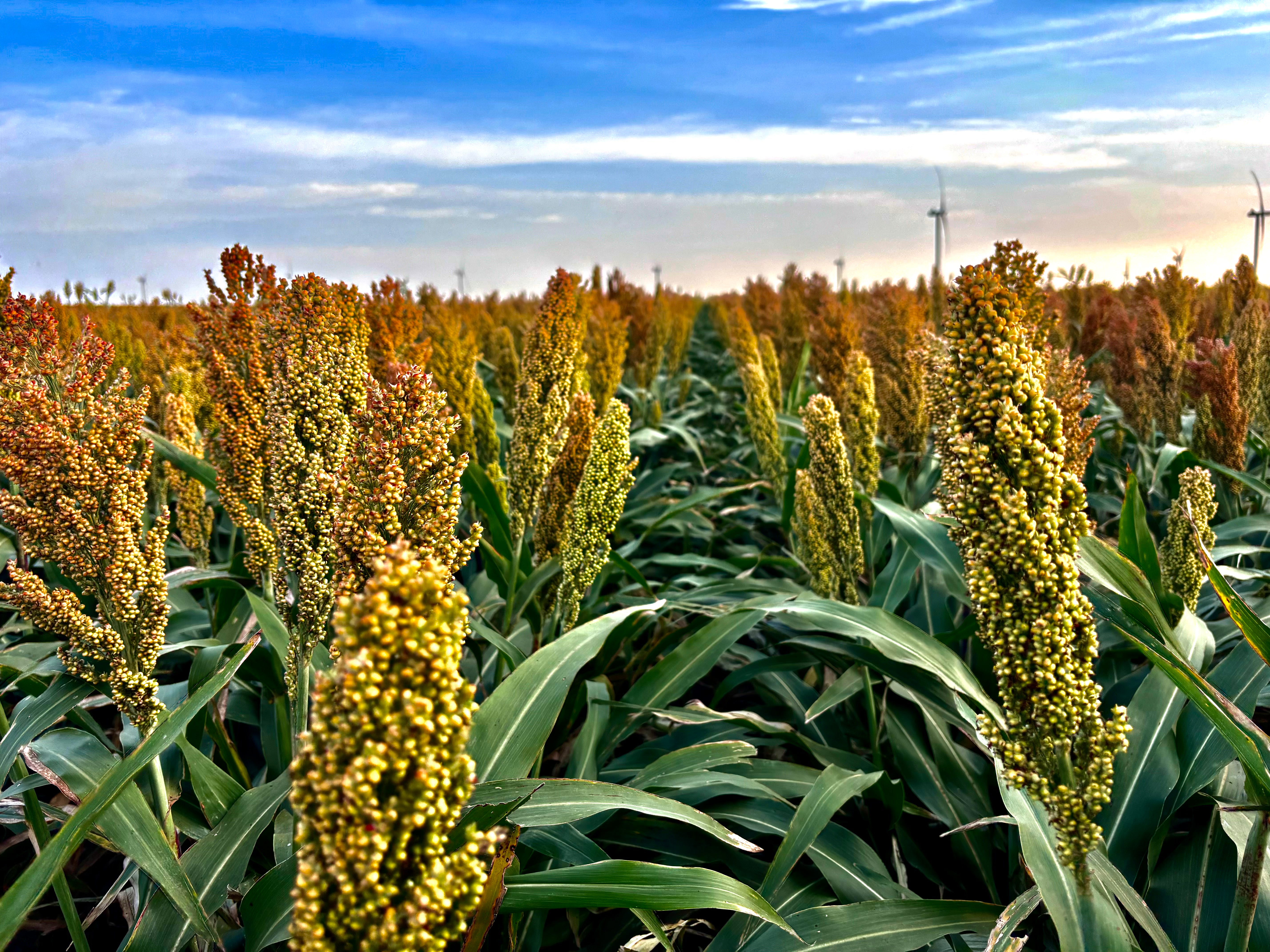 Field of mature sorghum plants under a blue sky with some clouds on Stegman Family Farms.