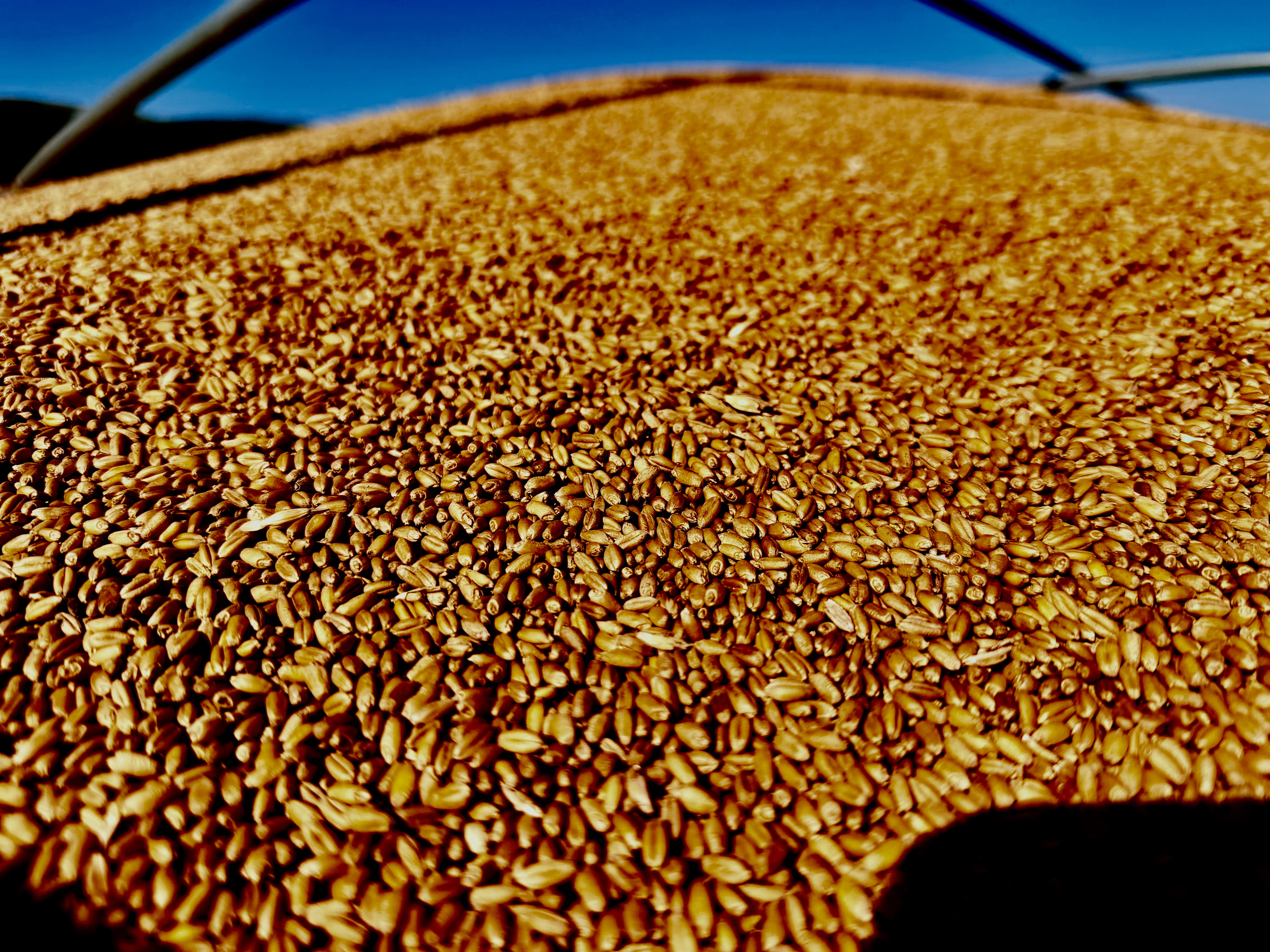 Test Hard Red Wheat Berries