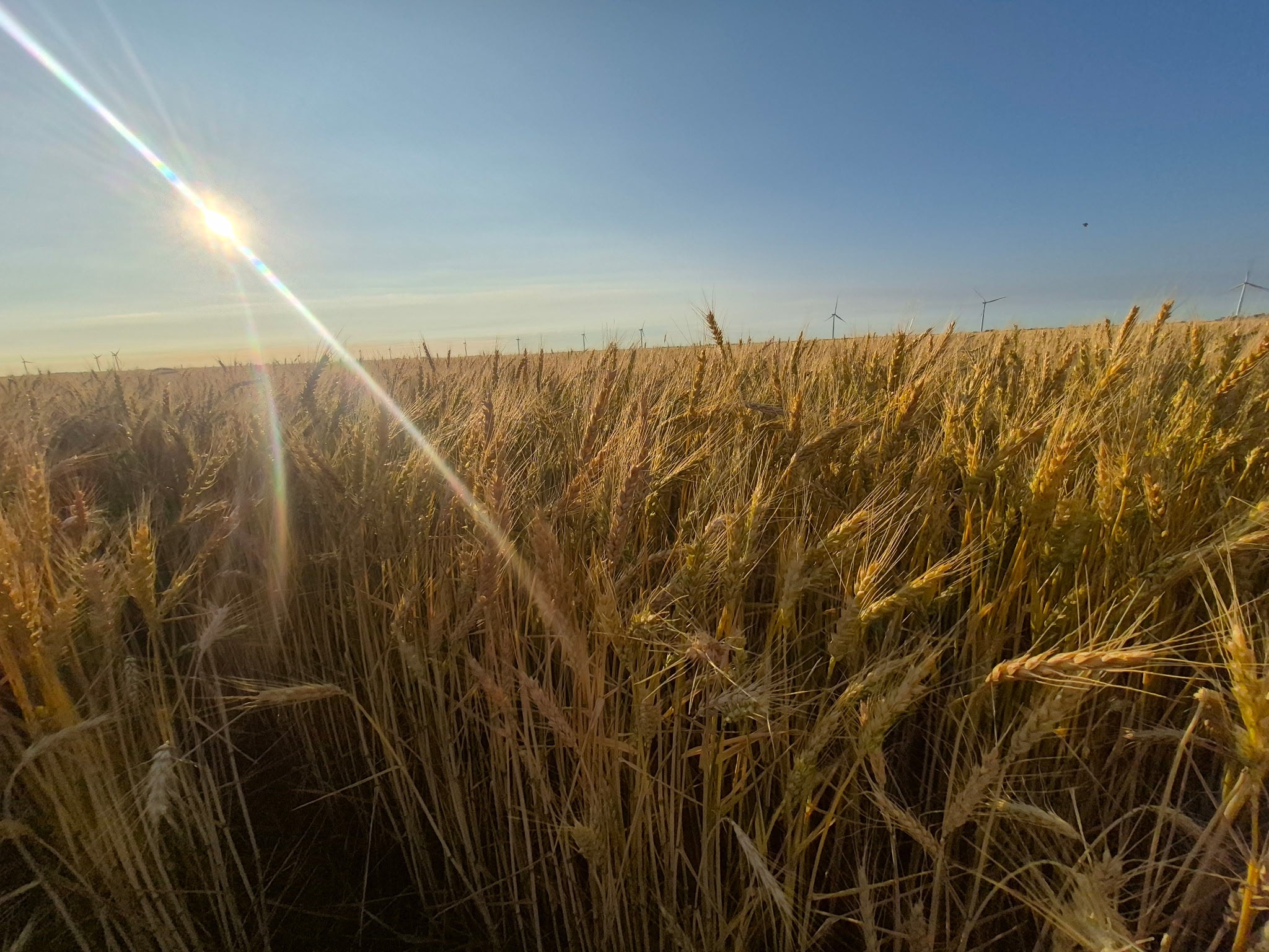 Stegman Family Farms wheat field with sun shining through the stalks under a clear blue sky.