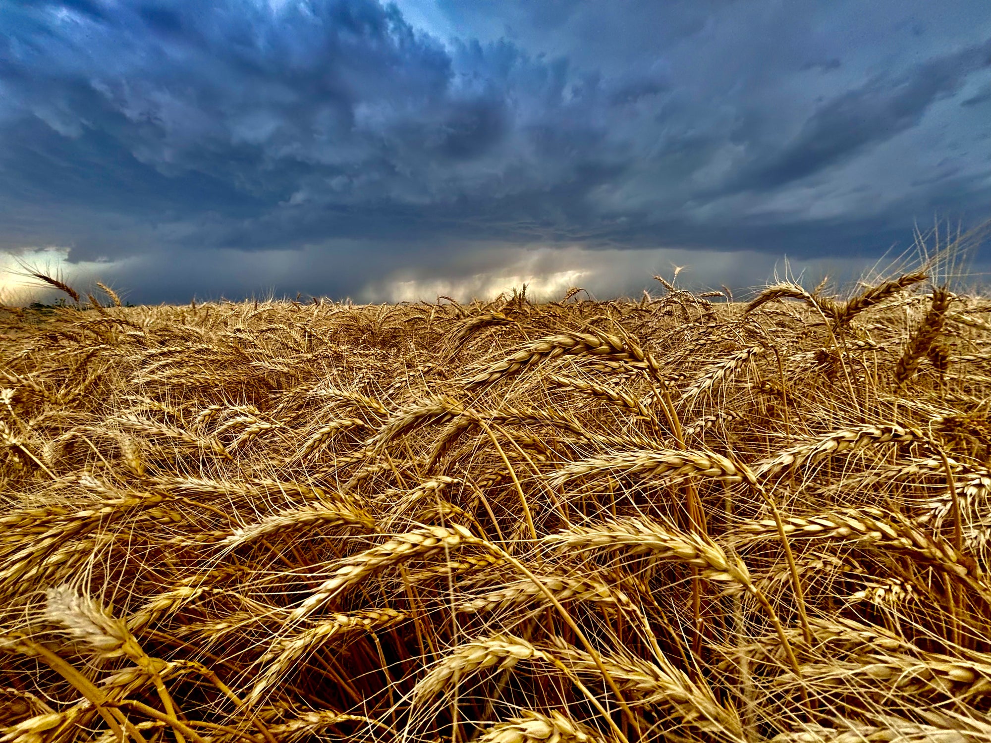 Wheat field under a dramatic sky with dark clouds