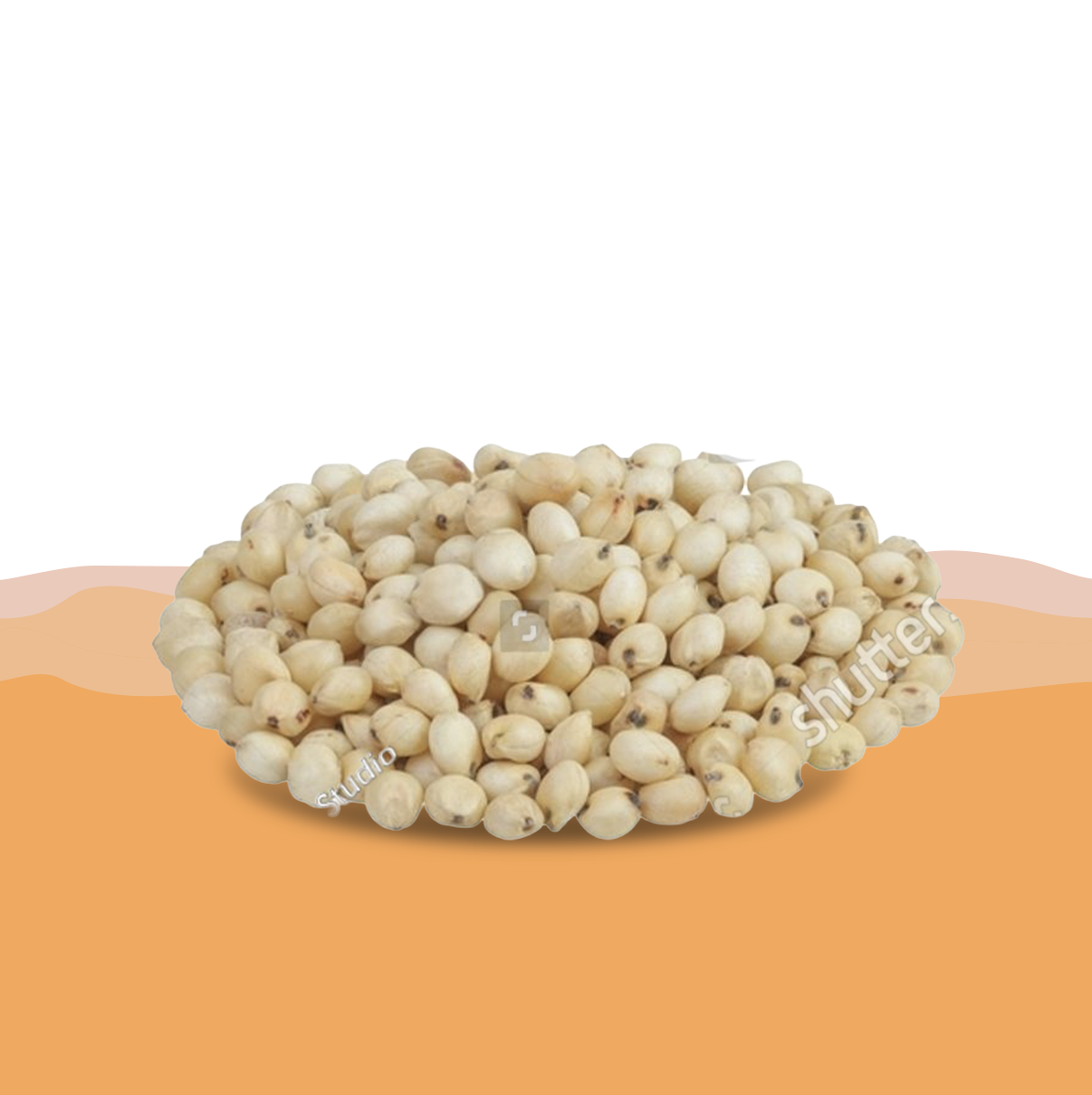 Test Sorghum