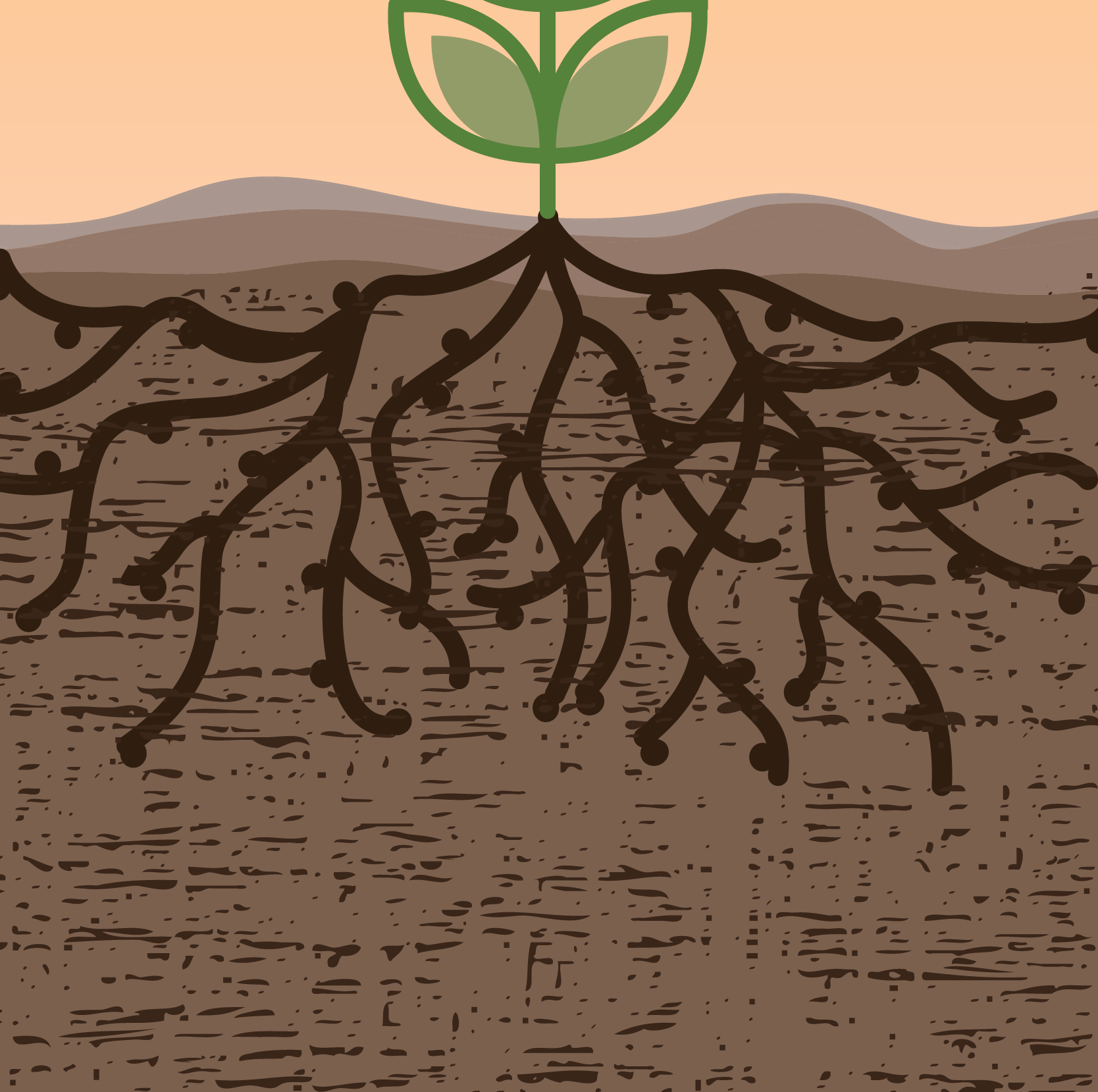 Illustration of a root system of native prairie soil to communicate how rhizobia bacteria helps pull nitrogen from the air into the soil for plants at Stegman Family Farms