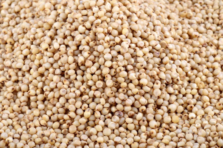 Test Sorghum